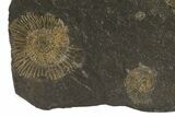 Dactylioceras Ammonite Cluster - Posidonia Shale, Germany #79302-1